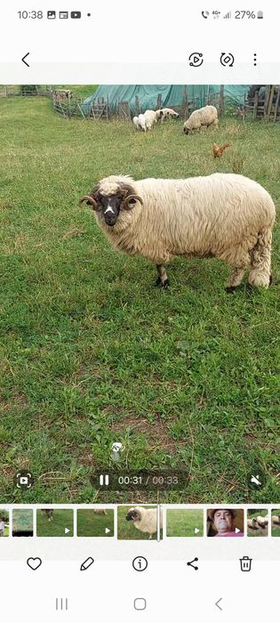 Vind mior foarte frumos