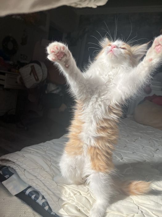 Котик малчьчик ласковый и игривый