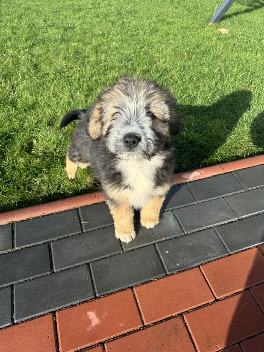 Se ofera spre donatie cațeluşa (zona miroslava)