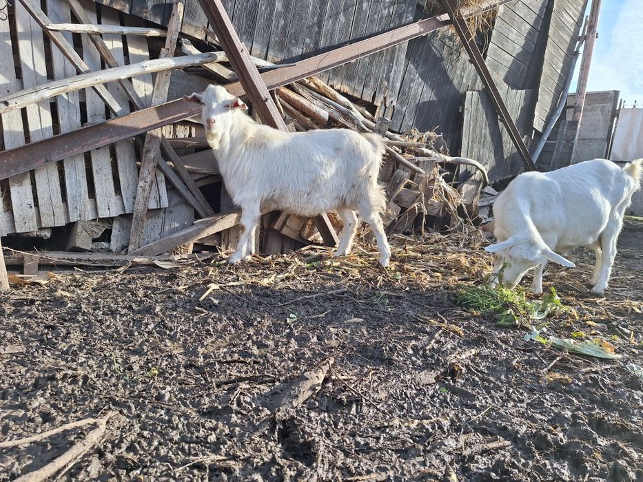 Vand țap sut genetic
