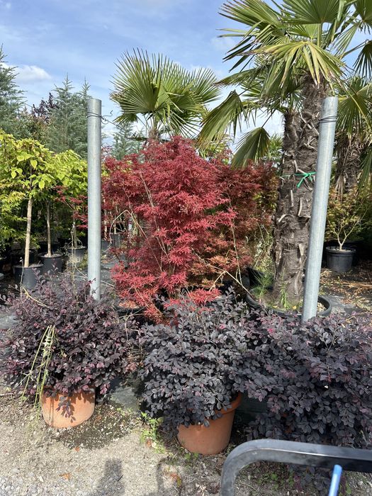 Tuia brazi mesteacan forme bosai pini tei ilex prunus eglezesc