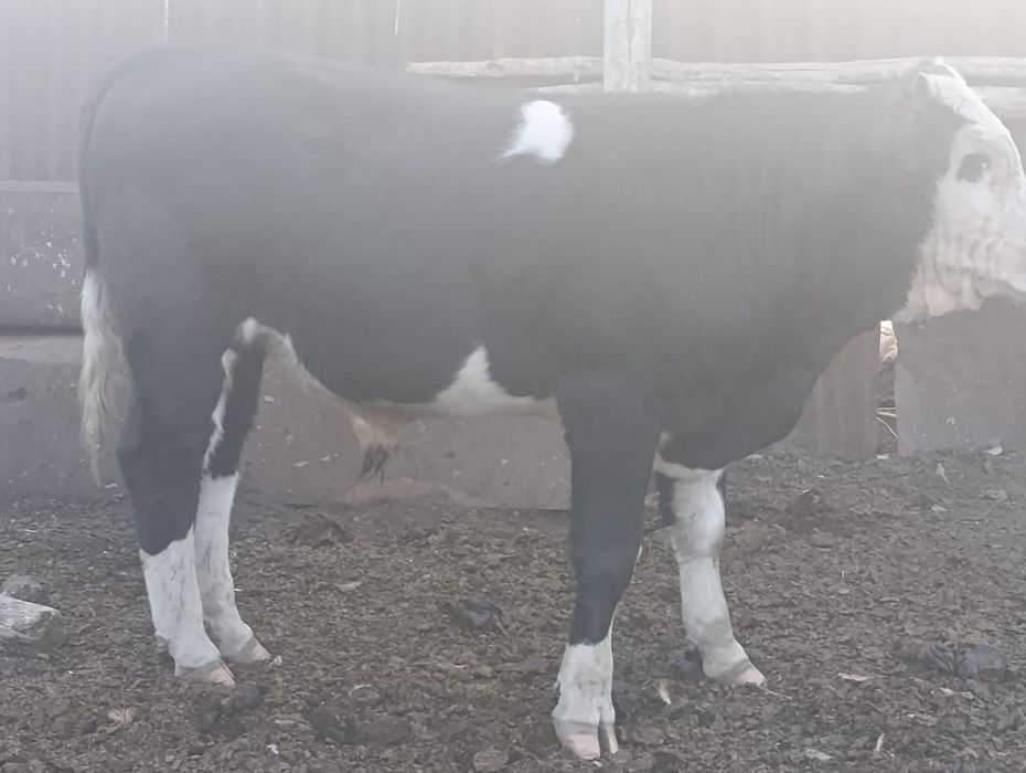 Бычки все вопросы по телефону