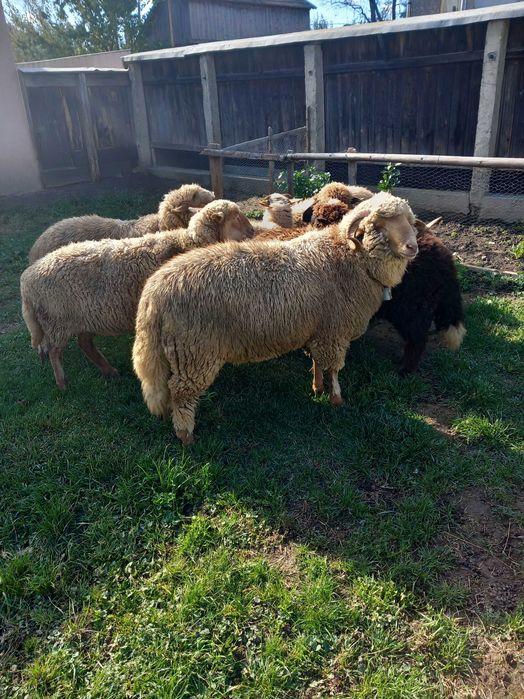 Vând berbec de anul ăsta și mioare