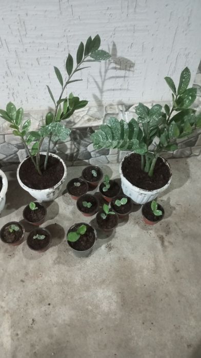 Домашние цветы , большие