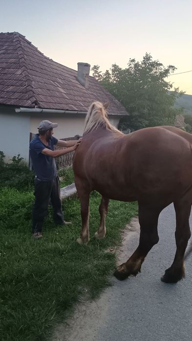 Vand iapa de 6 ani