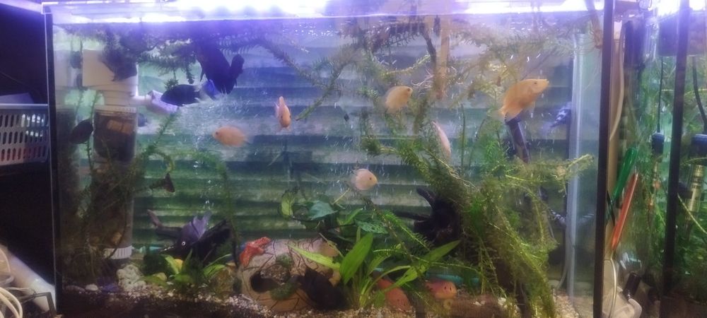 Цихлиды продаются