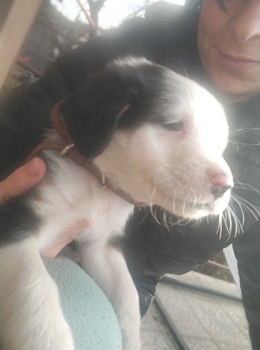 Подарявам най-сладките кученца