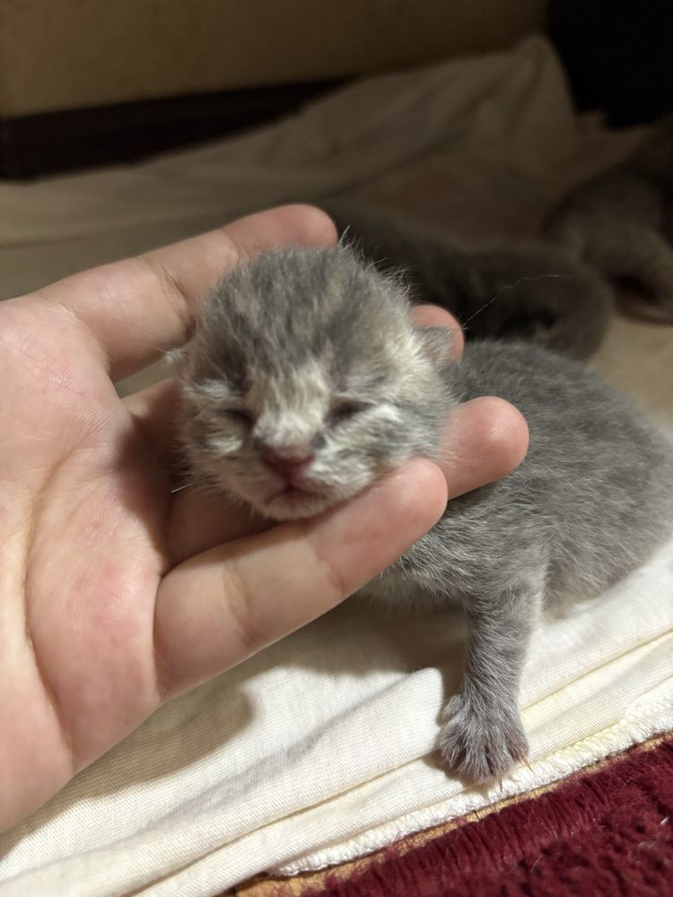 Продаются породистые котята