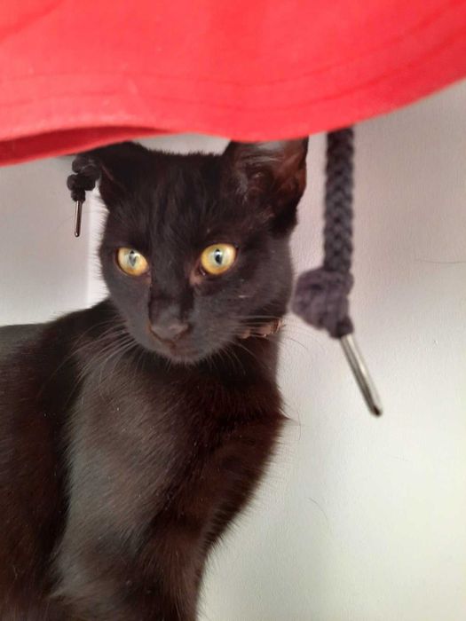 Adoptie pisica neagra superba