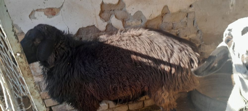 Кучкорлар сотилади галишамиз