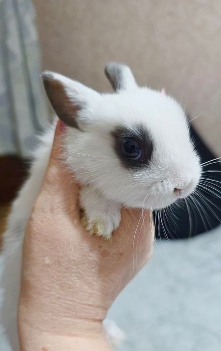 Карликовые кролики