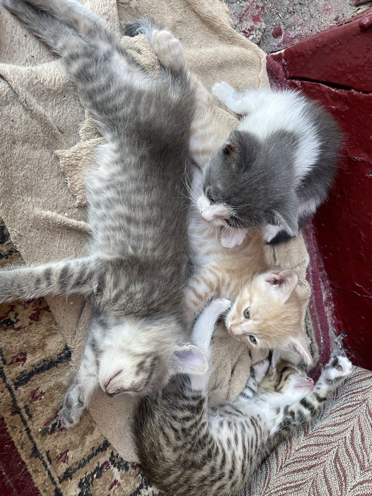 Котята в добрые руки