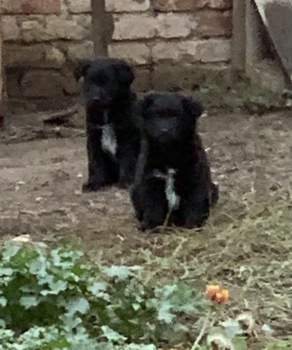 Отдам щенят в добрые руки