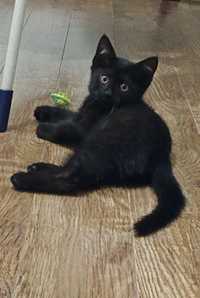 Абсолютно черный котенок