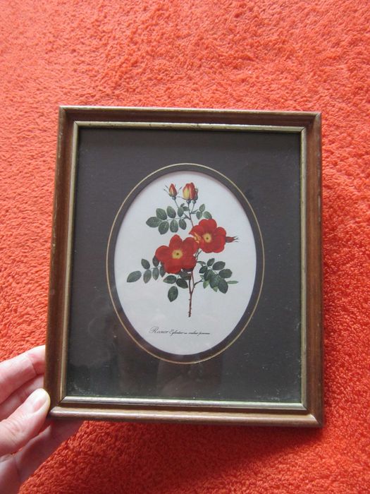 cadou deosebit si rar Rosa eglanteria Franta 1940 botanic