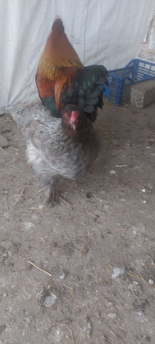 Vând găini  brahma