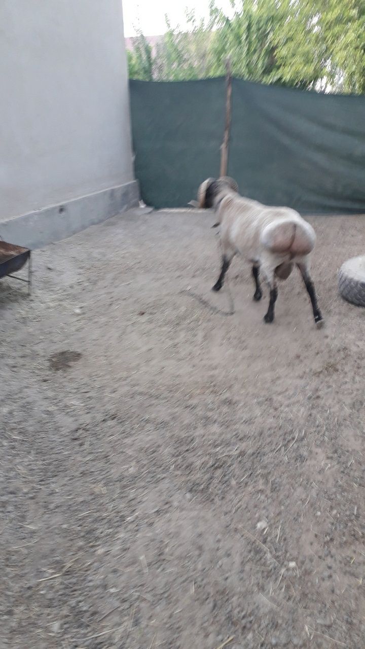 4 yoshar zottor qõchqor sotiladi