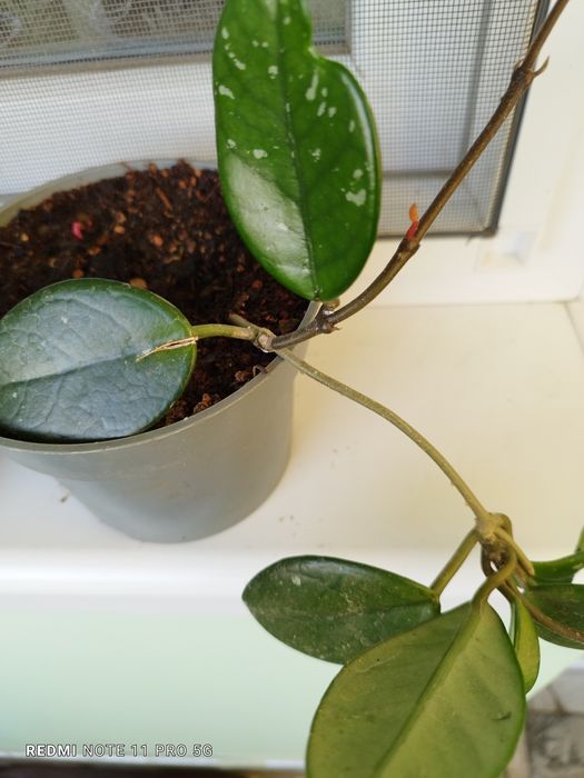 Восъчно цвете -бяло ухание