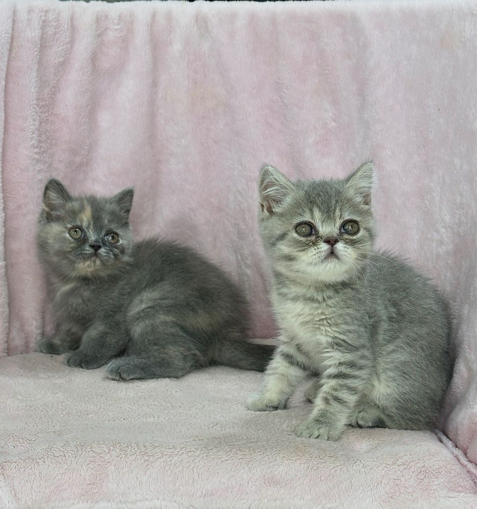 Котята скоттиш страйты