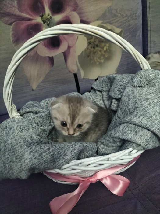 Продам очаровательную шотландскую кошечку