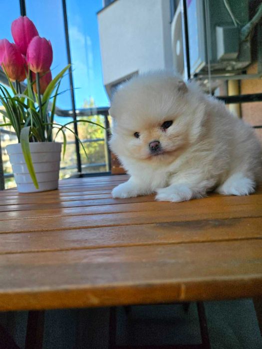 Кученца Померанчета