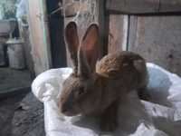 Продам кролики три самки