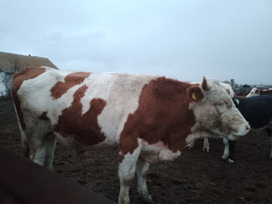 Бык симментальской породы