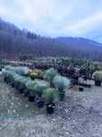 Plante decorative Cu transport oriunde in tara Calitate Extra!