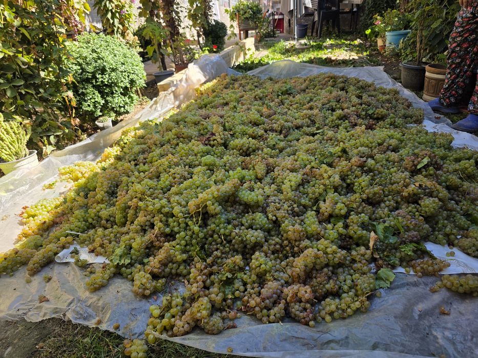 Struguri de vin altoiți productie 2025