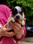 Australian Cattle Dog femela