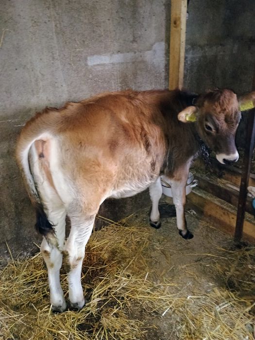 Vițea metis Jersey 4 luni