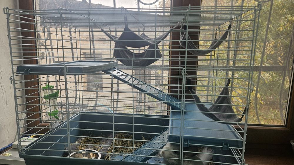 Продам Шиншилу с клеткой