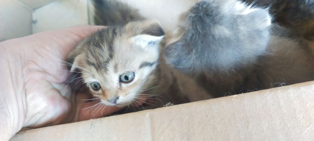 Продаются котята