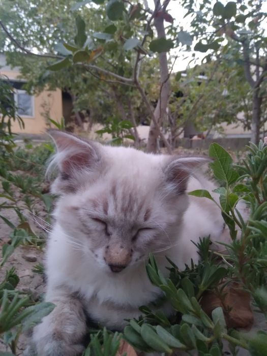 Кошка.Порода сиямский.