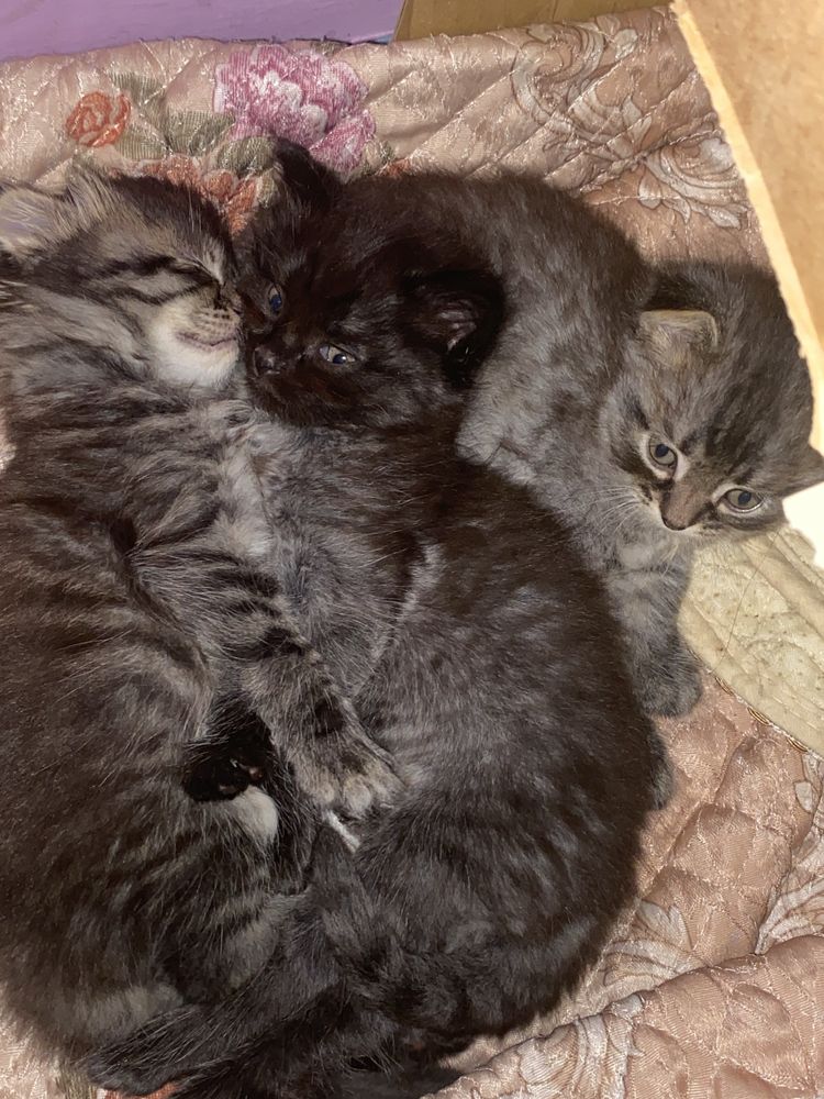 котята породистые