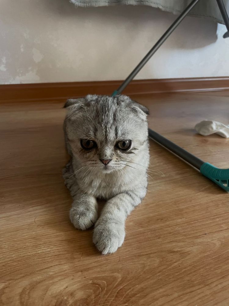 Продается котята