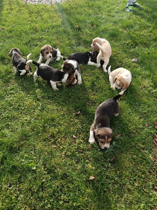 De vânzare miei de rasa