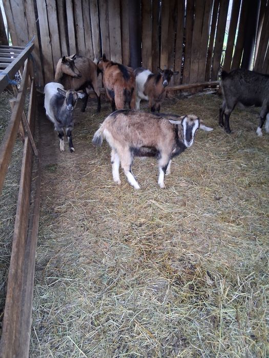 Vând 2 capre și 3 iede