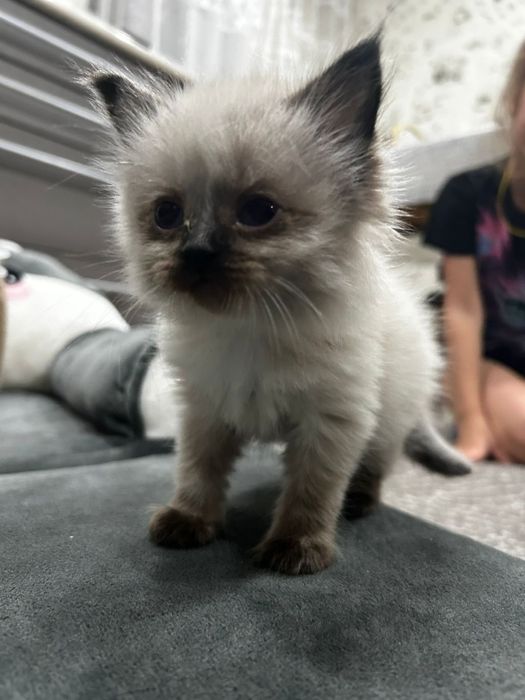 Отдам красивых котят