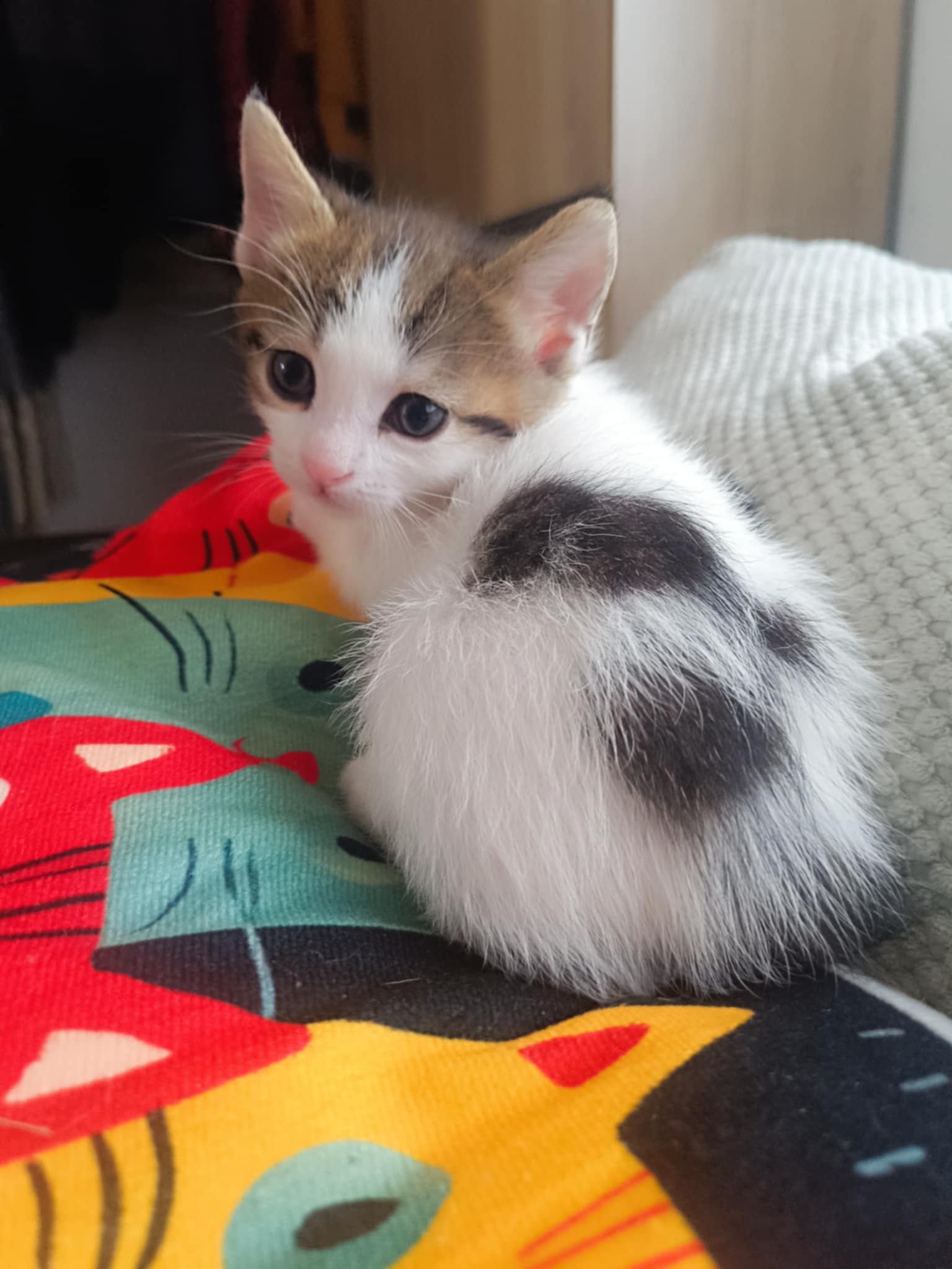 Подарявам сладки котенца