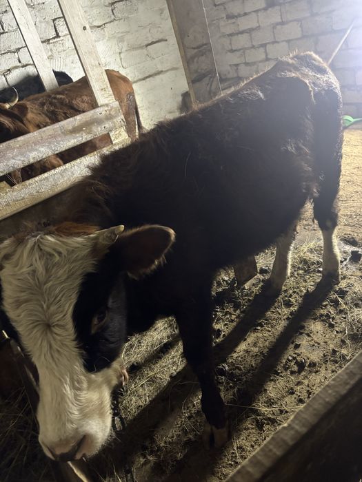 Ұрғашы баспақ 1,5 жас .