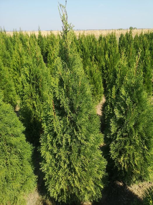 Tuia smaragd, leylandii, spirale, pon, magnoli mesteacăn, tei, pin,etc