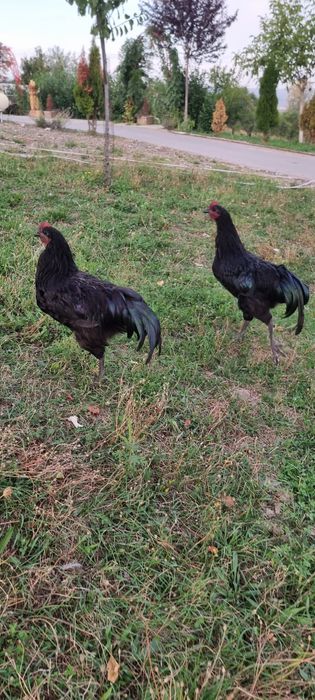 Cocosi de vanzare mii de flori si austrolop