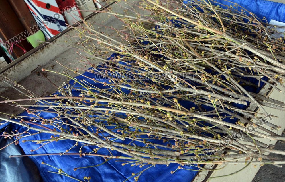 Дрянови клонки .