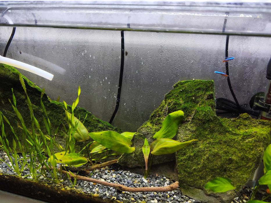 Аквариум 50×30×15 — полностью запущенный, со стабильной экосистемой