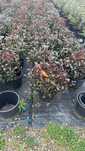 Vand Photinia Red Robin