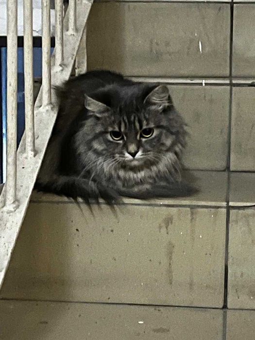 Кошечке очень нужен дом!