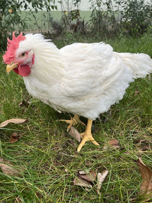 Pui de carne crescuti natural-livrare la domiciliu