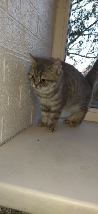 Британские котята