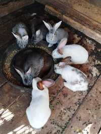 Vând iepuri două rase
